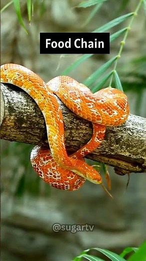 What is a Food Chain? #shorts