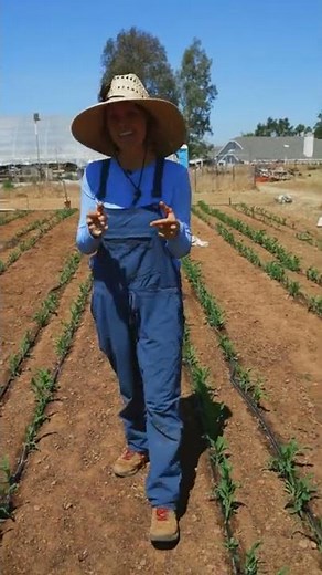 How Backyard Gardeners Can Grow Their Own Corn