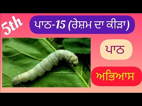 5th class Punjabi | Lesson 15 | Question Answer
