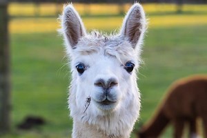 Alpaca