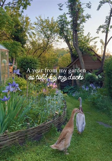 A Year in My Garden Through the Eyes of Ducks