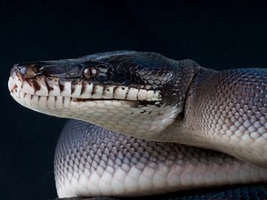 White Lipped Python: Care Guide & Species Profile - Everything Reptiles