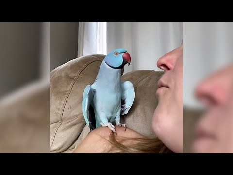 Amazing Parrot Has a Conversation | Funniest Pets Of The Week