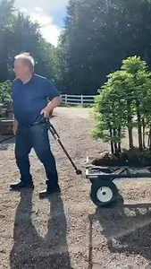 Legendary Metasequoia forest🙌🏼 | David Easterbrook Bonsai