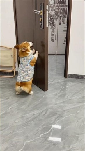 Smart Dog Tricks Owner in the Funniest Way #animals #shorts #unique #pets #new #dog