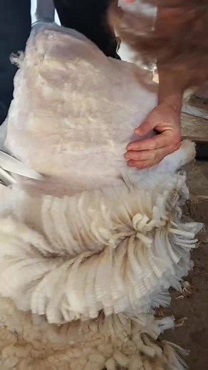 Shear Sharp NZ Shears: Testing and Shearing Techniques Explained