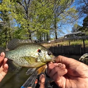 Who's ready for the shellcracker bite this Late Spring/ Summer? #acccrappiestix #bluegill #shellcracker #fishing | ACC Crappie Stix