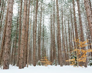 Congenital Muscular Dystrophy