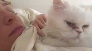 16K views · 334 reactions | Want to wake up to purrs, cuddles and a sweet paw petting your nose? Then Bunny is your girl! Email helpingpersians@hotmail.com about adopting. (Her foster mom wants you to know that Bunny obviously hadn't had her eyes cleaned yet since they hadn't gotten up!) | Helping Persian Cats | Facebook