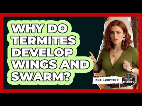 Why Do Termites Develop Wings And Swarm?