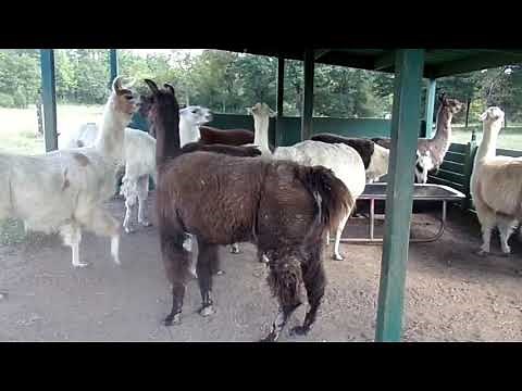 Raising Llamas