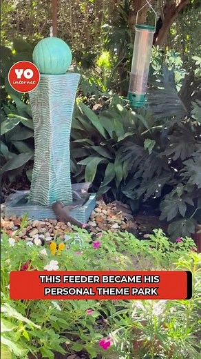 Chaotic Squirrel Turns Bird Feeder Into a Full-On Obstacle Course