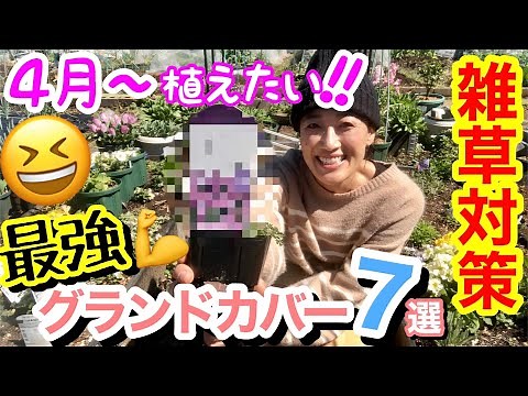 【雑草よ！サヨナラ】4月から植える最強グランドカバー7選✋✌️/ 芝生の10倍ものスピードで広がる〇〇 / 春から初冬まで花を楽しませる〇〇/ 雑草の代わりに好きな宿根草を植えよう‼️【ガーデニング】