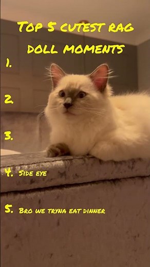 Cutest Ragdoll Cat Moments EVER Caught on Camera! 😻