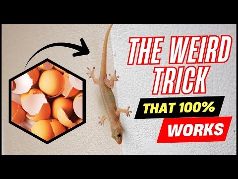 Put THIS in Your Room and Lizards Will Run Away Instantly 😱