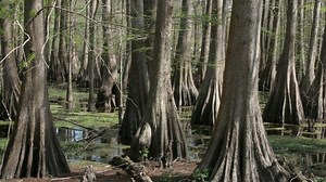 The Ultimate Guide To Australian Cypress - Top Woodworking Advice