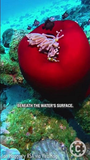 Rare Glimpse of a Resting Sea Anemone in All Its Glory