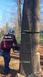 Expert Tree Cutting Services in the United States