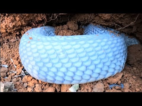 Admire the most beautiful and rare albino king cobra in the world, priced at millions of dollars--*/