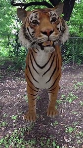 Bears, and Lions, and Tigers...near you, oh my! We're a little jumbled up over here, but you get the drift. Learn about animals up close with Google's 3D augmented reality feature. It can be a great learning tool to teach your kids about different animals and a whole lot of fun, too! Not all animals are available, but here's a list of some that are: Alligator Angler fish Brown bear Cat Cheetah Dog - Labrador Retriever, Pug, Rottweiler Duck Eagle Emperor penguin Giant panda Goat Hedgehog Horse Li