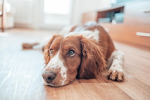 Lethargy in Dogs: What You Need to Know