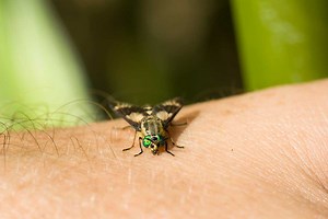 5 Common Biting Flies and How to Stop Them