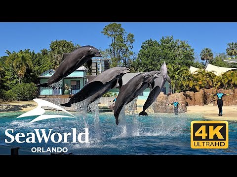 Dolphin Adventures Show SeaWorld Orlando 2025 Full Show 4K