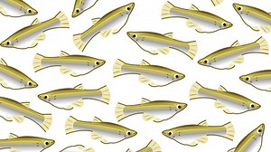 Invasive Species Matching Game — NOVA | PBS