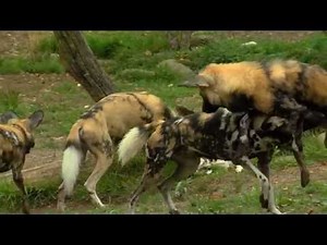 New Painted Dogs Arrive - Cincinnati Zoo