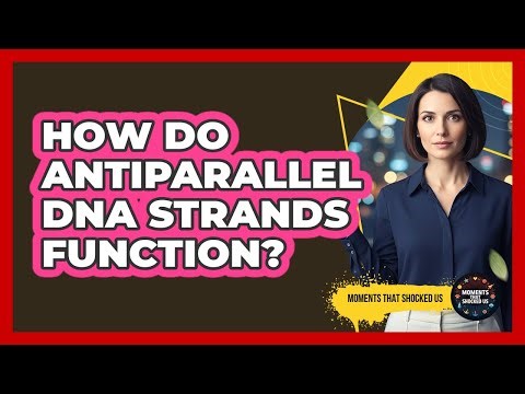 How Do Antiparallel DNA Strands Function?
