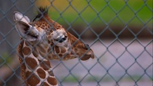 Baton Rouge Zoo opens in 'Phase One' of state-wide reopening plan, implementing new safety measures