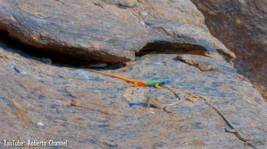 Evolution’s Artworks: The 10 Most Beautiful and Unique Lizards in Nature