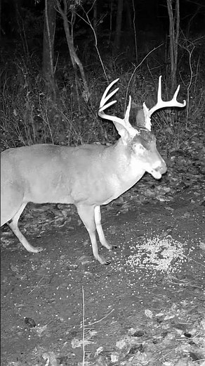 HUGE Trophy Whitetail Buck on Camera! Biggest Buck of the Year | Must-See Deer Footage #shorts