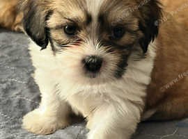 Zuchon ( teddybear) Puppies for Sale - £900