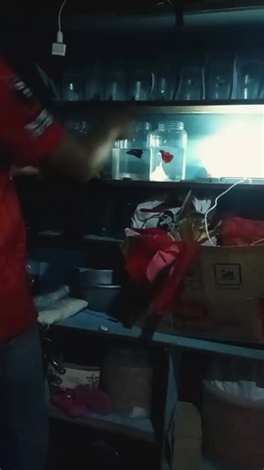 Rutinitas makan malam, si paling bantuin ngusel baekk #fyp #viral #cupang #hiburan #indonesia