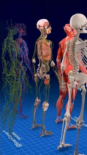 Complete Overview of Human Body Systems | Male Anatomy ♂️✨