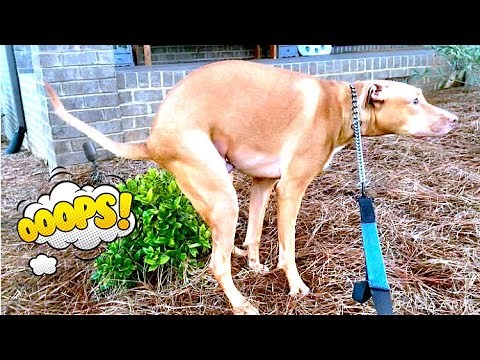 Funny Dog Poop Video 3!! *WARNING GRAPHIC CONTENT*