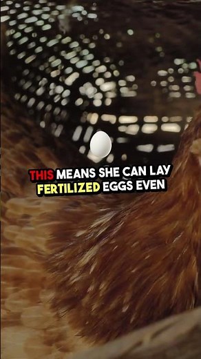 Chicken Reproductive System Explained! 🐔🥚 How Do Chickens Lay Eggs?