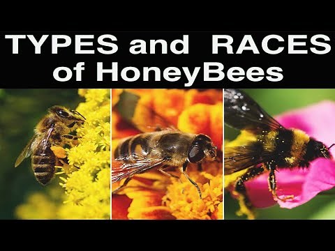 Types and Races of Honey Bees - Species and Characteristics | Honey Bee facts | Hidden Secrets