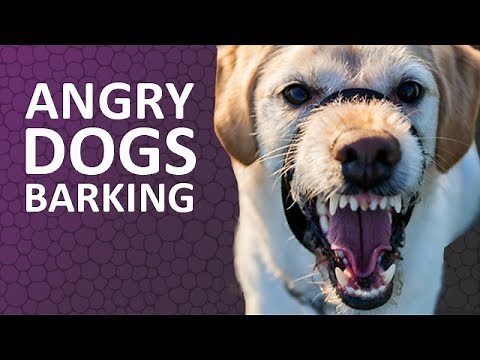 ANGRY DOGS BARKING sound effect HD