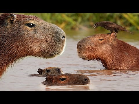 The Truth About Capybaras | 4K | Brazil Pantanal | Robert E Fuller