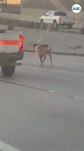 Reindeer running down California highway