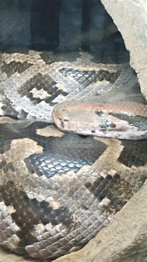 The Python playing in his house. #birds #nature #reptile #snake