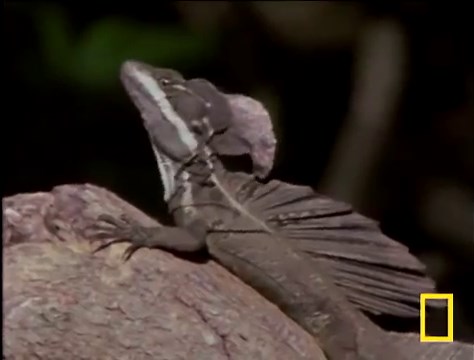 Green Basilisk Lizard Facts for Kids