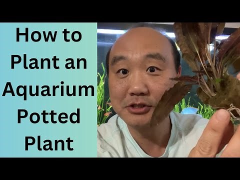 How to Plant an Aquarium Potted Plant