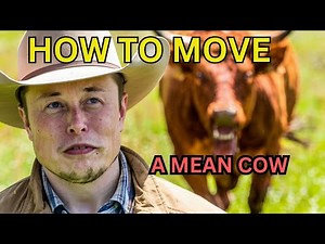 How to chase a mean cow.