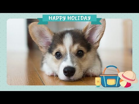 【コーギー】の めっちゃ可愛い動画集 2021 【Cute animals compilation】