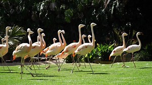 Flamingos are very entertained now with this novelty in their installation! We have added new plants into the lake, which play an important role because they are cleaning and regulating the water, as well as keeping the system in balance. This also doubles up as an environmental enrichment: now the animals stay longer in the lake as they filter the water and play with the leaves, which stimulates their activity and their breeding. To be honest, just stopping by to observe them is also quite deli