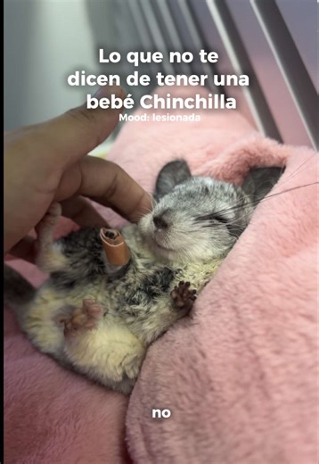 Cuidado de chinchillas: ¿Quién cuida a quién?