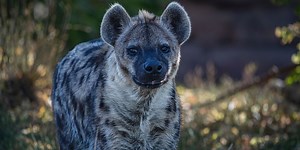Hyena: A Complete Guide To The Hyena Of Africa ✔️